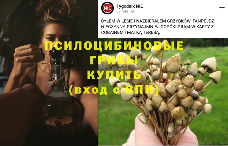 Псилоцибиновые грибы Psilocybe  кракен зеркало  Всеволожск  наркота 