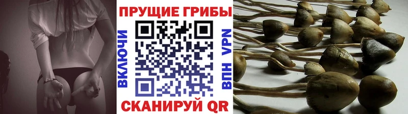 hydra вход  Всеволожск  Галлюциногенные грибы прущие грибы 